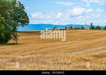 Landwirtschaftliche Landschaft mit einem Erntefeld unter Wolken und blauem Himmel, St-Cierges, Waadt, Schweiz Stockfoto