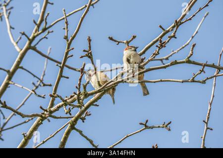 Zwei kleine Vögel ruhen auf aufblühenden Ästen vor einem hellblauen Himmel. Stockfoto