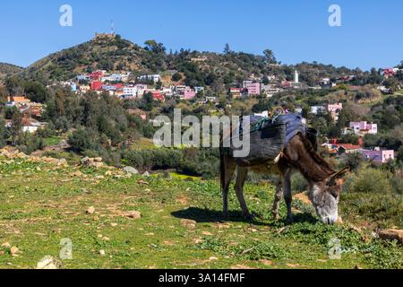 Teroual ist eine kleine Stadt und ländliche Gemeinde in der Provinz Ouezzane in der Region Tanger-Tetouan-Al Hoceima in Marokko. Stockfoto