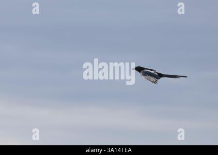Europäische Elster im Flug gegen bewölkten Himmel, nördlich von Portugal. Stockfoto