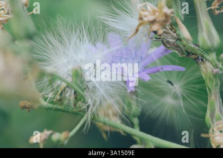 Große violette Blüten der blauen Sauendistel (Cicerbita uralensis) schossen aus der Nähe vor einem verschwommenen grünlichen Hintergrund Stockfoto
