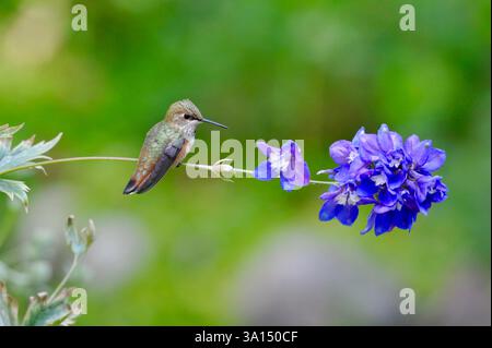 Ein ruhender weiblicher (oder unreifer männlicher) Rufous Kolibri thront auf Delphiniumblüten in einem Garten in Utah. Sie kann sich von den lila Blumen ernähren. Stockfoto