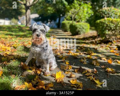 Miniatur-Schnauzer auf einer Lichtung unter einem großen Baum Stockfoto