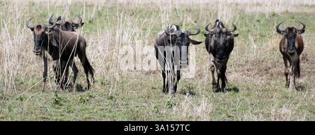 Gruppe von Gnus, die durch trockenes Gras in der Savanne spazieren, mit mehr Gnus in der Ferne. , Serengeti Tansania Stockfoto