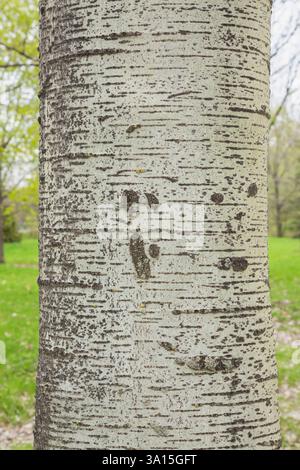 Nahaufnahme von Populus x canadensis 'Munsterlanda' - Pappelbaumrinde im Frühjahr. Stockfoto