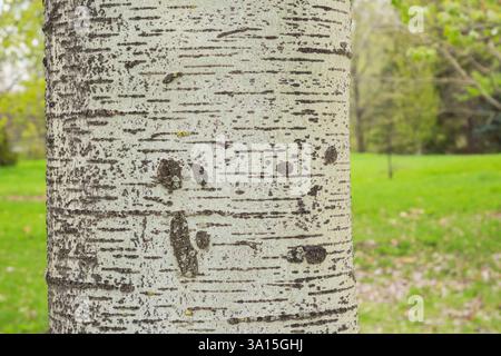 Nahaufnahme von Populus x canadensis 'Munsterlanda' - Pappelbaumrinde im Frühjahr. Stockfoto