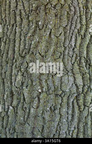 Nahaufnahme von Quercus robur - English Oak Tree Tree Rink Detail, Quebec, Kanada Stockfoto