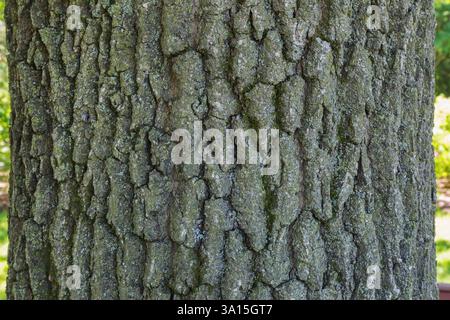 Nahaufnahme von Quercus robur - English Oak Tree Tree Rink Detail, Quebec, Kanada Stockfoto