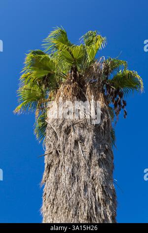 Washingtonia filifera – Wüstenpalme im Herbst, Abrasha Park, Jaffa, Israel. Stockfoto