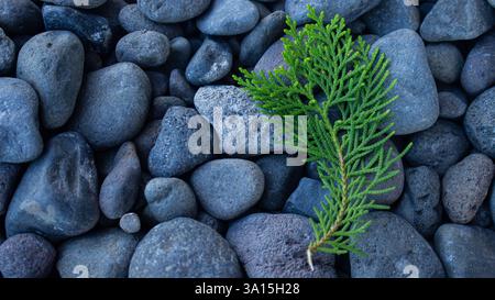 Draufsicht auf eine grüne Zypresse, die auf den grauen Felsen mit Poren liegt. Kopieren Sie den Raum von Zypressenblättern auf grauen Felsen Stockfoto