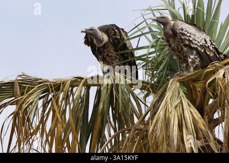 Zwei Rüppell-Gänsegeier (Gyps rueppelli) thronen oben auf einer Palme im Tarangire-Nationalpark in Tansania, Afrika Stockfoto