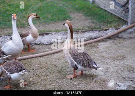 Domestizierte Schwanengänse in einer ländlichen Farm Stockfoto