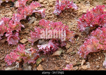 Rotkorallensalat, der im Gartenbeet wächst Stockfoto