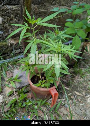 Cannabis-ähnliche grüne Pflanze wächst im Freien in einem Tontopf, umgeben von Boden und natürlicher Vegetation. Stockfoto