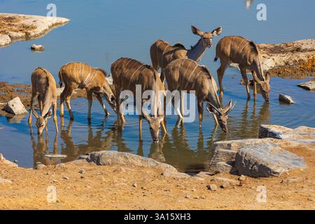 Junge und weibliche Kudu Anelopes trinken an einem Wasserloch im namibischen Etosha Nationalpark. Stockfoto