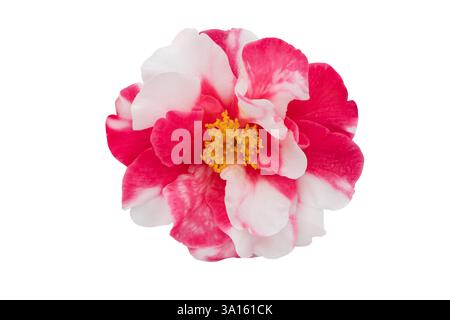 Kamelie zweifarbige weiße und rosa Blume mit gelben Staubblättern isoliert auf weißem Hintergrund. Kamelie mehrfarbiger Blumenkopf. Japanische Kamelia variegate Stockfoto
