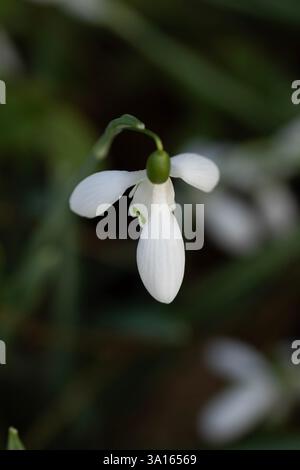 Der bezaubernde Galanthus „Magnet“ erwacht im Frühjahr. Aufmerksamkeit erregend, schön, blühend, rot, kühl, üppige, atemberaubende, kühne Blume Stockfoto