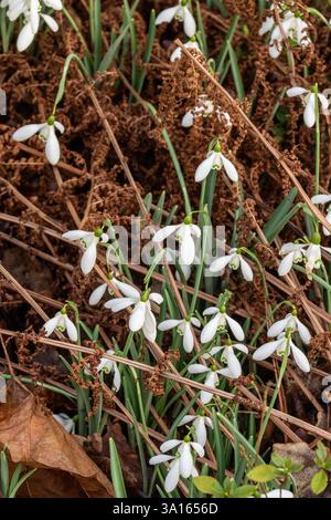 Der bezaubernde Galanthus „Magnet“ erwacht im Frühjahr. Aufmerksamkeit erregend, schön, blühend, rot, kühl, üppige, atemberaubende, kühne Blume Stockfoto