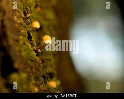 Makroaufnahme von winzigen Pilzen, die auf einem moosbedeckten Baumstamm wachsen, in warmes Licht getaucht mit einem weichen, verschwommenen Waldhintergrund. Stockfoto