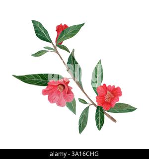 Ein Zweig mit Granatapfelblüten und grünen Blättern. Hochwertige handgemalte Aquarellillustration. Diese Clip-Art eignet sich perfekt für botanische Drucke Stockfoto