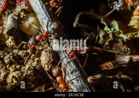 Fourmi rousse des bois Formica rufa in seinem natürlichen Element. Stockfoto