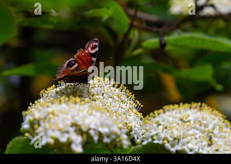 Bunte europäische Pfauenschmetterlinge Aglais io. Stockfoto
