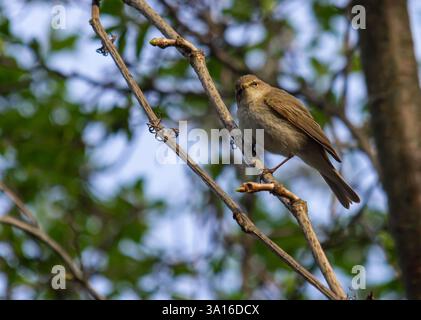 Chiffchaff, Phylloscopus collybita, hoch oben auf einem Baumzweig. Stockfoto