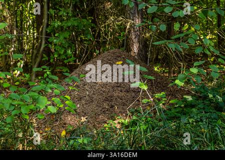 Die große Ameisenhügel - Rote Holzameise Formica rufa in einem Wald. Stockfoto
