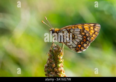 Ein farbenfroher Schmetterling liegt auf einem hohen Stiel und zeigt komplizierte Muster auf seinen Flügeln, umgeben von üppigem Grün unter hellem Sonnenlicht. Stockfoto