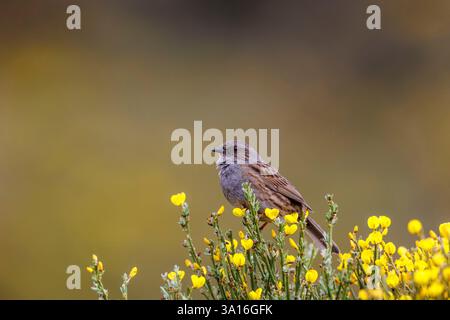 Spanien, Castilla y Leon, Provinz Leon, Boca del Huergano, Dunnock (Prunella modularis) auf einem gewöhnlichen Besen oder Scotch Besen (Cytisus scoparius) Stockfoto