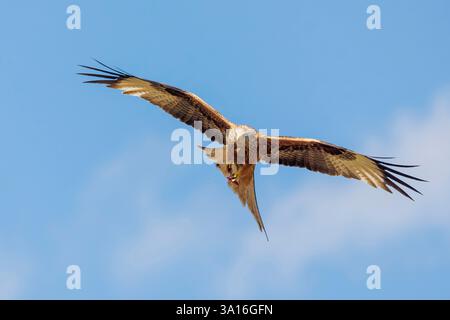 Spanien, Navarra, Roter Drache ( Milvus milvus), im Flug Stockfoto