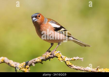 Eurasischer Buchinch, gewöhnlicher Buchinch oder Buchinch (Fringilla coelebs), auf einer Zweigstelle, Riano, Provinz Leon, Gemeinschaft Kastilien und Leon, Spanien Stockfoto