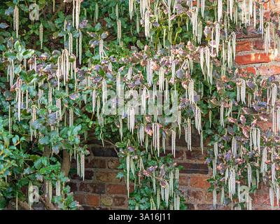 Katzetten auf einem Seidenquastenstrauch an einer Gartenwand Stockfoto