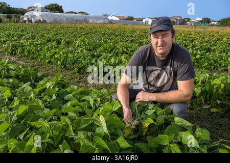 Frankreich, Charente Maritime, Insel Oleron, Saint Denis d'Oléron, Christophe Pougnaud, der Marktgärtner von Légumes du Phare zeigt uns seine grünen Bohnen Stockfoto