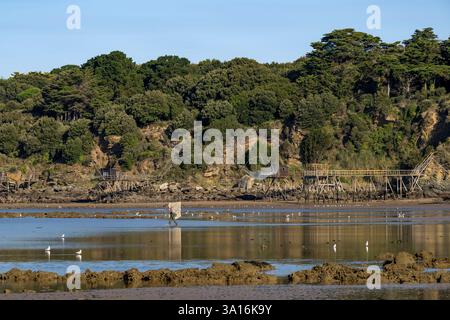 Frankreich, Loire Atlantique, Bucht von Bourgneuf, Pornic, traditionelle Carrelet (Fischerhütte) in Fischerhütten am Rande des Strandes Creve-coeur bei La Bernerie-en-Retz, Garnelenfischer zu Fuß mit Netz Stockfoto