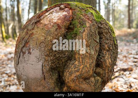 Große More, die auf dem Stamm einer Buche wächst, Reichswald, Deutschland Stockfoto