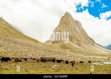 Indien, Ladakh State, Trans-Himalaya, Motorradtour auf Royal enfield von Jispa nach Padum, Kurgiak Chu Valley, Mount Gombok Stockfoto