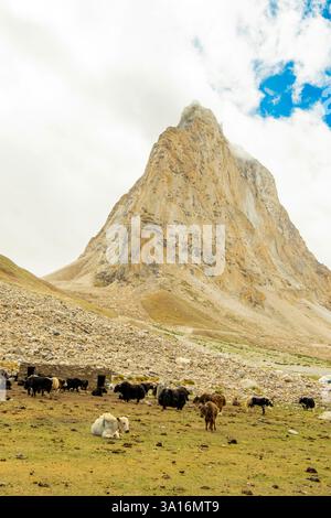 Indien, Ladakh State, Trans-Himalaya, Motorradtour auf Royal enfield von Jispa nach Padum, Kurgiak Chu Valley, Mount Gombok Stockfoto