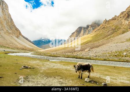 Indien, Ladakh State, Trans-Himalaya, Motorradtour auf Royal enfield von Jispa nach Padum, Kurgiak Chu Valley, Gonbo Rangion Stockfoto
