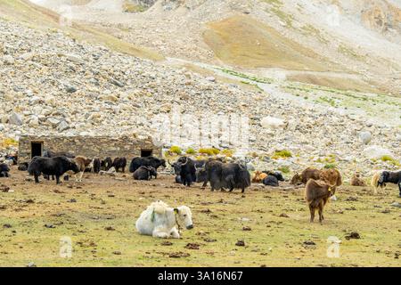 Indien, Ladakh State, Trans-Himalaya, Motorradtour auf Royal enfield von Jispa nach Padum, Kurgiak Chu Valley, Gonbo Rangion Stockfoto