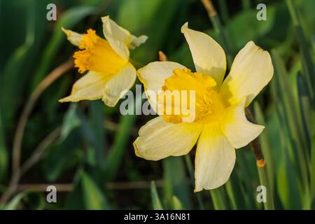 Narzissen-Blüten. Gelbe Narzissen-Blüten wachsen im Garten. Geringe Schärfentiefe. Stockfoto