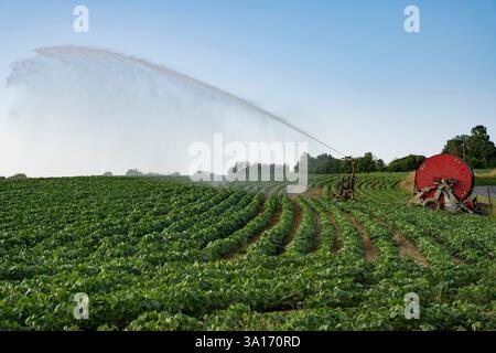 Frankreich, Gers, bewässern ein bebautes Feld mit einem Sprinklerbewässerungssystem Stockfoto