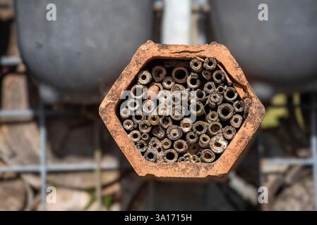 Ein Bienenhotel, Insektenhotel oder Insektenhotel, das auf einem Zaun in einem Sydney-Garten in Australien installiert ist und viele der Löcher mit einheimischen Bienen gefüllt sind Stockfoto