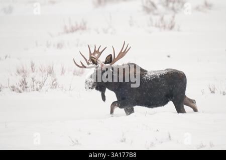 Bulle Elch spaziert im Schnee in Yellowstone Stockfoto