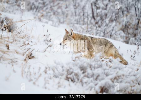 Kojotenjagd im Yellowstone Winter Stockfoto