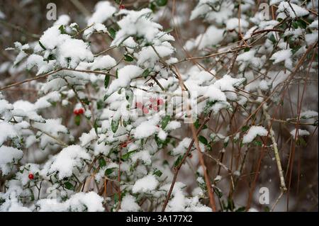 Schneebedeckte rote Beeren und grüne Blätter auf zarten Winterzweigen Stockfoto