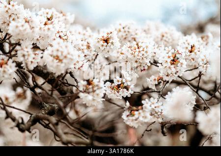 Kirschbaum im Frühjahr mit Zweigen bedeckt mit weißen Blüten Stockfoto