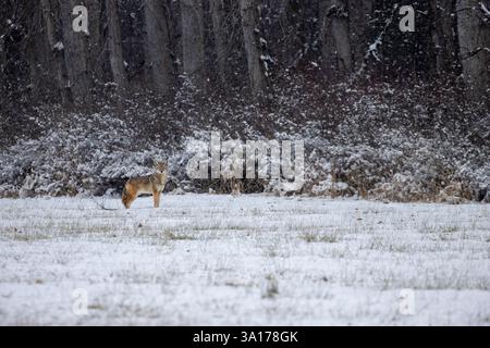 Ein einsamer Kojote steht im Winter am Rande eines Waldes und eines Feldes Stockfoto