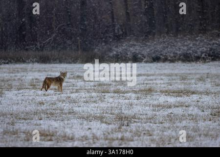 Ein einsamer Kojote spaziert im Winter durch ein verschneite Feld in der Nähe eines Waldes Stockfoto