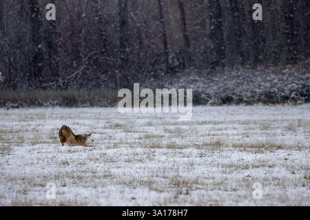 Ein einsamer Kojote, der sich nach dem Einstreuen auf einer verschneiten Wiese ausdehnt Stockfoto